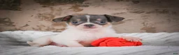 Chihuahua dogs for sale: Alex - Ad 3