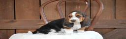 Basset Hound dogs for sale: Sage - Ad 1