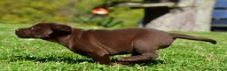 Labrador Retriever dogs for sale: Chino - Ad 15