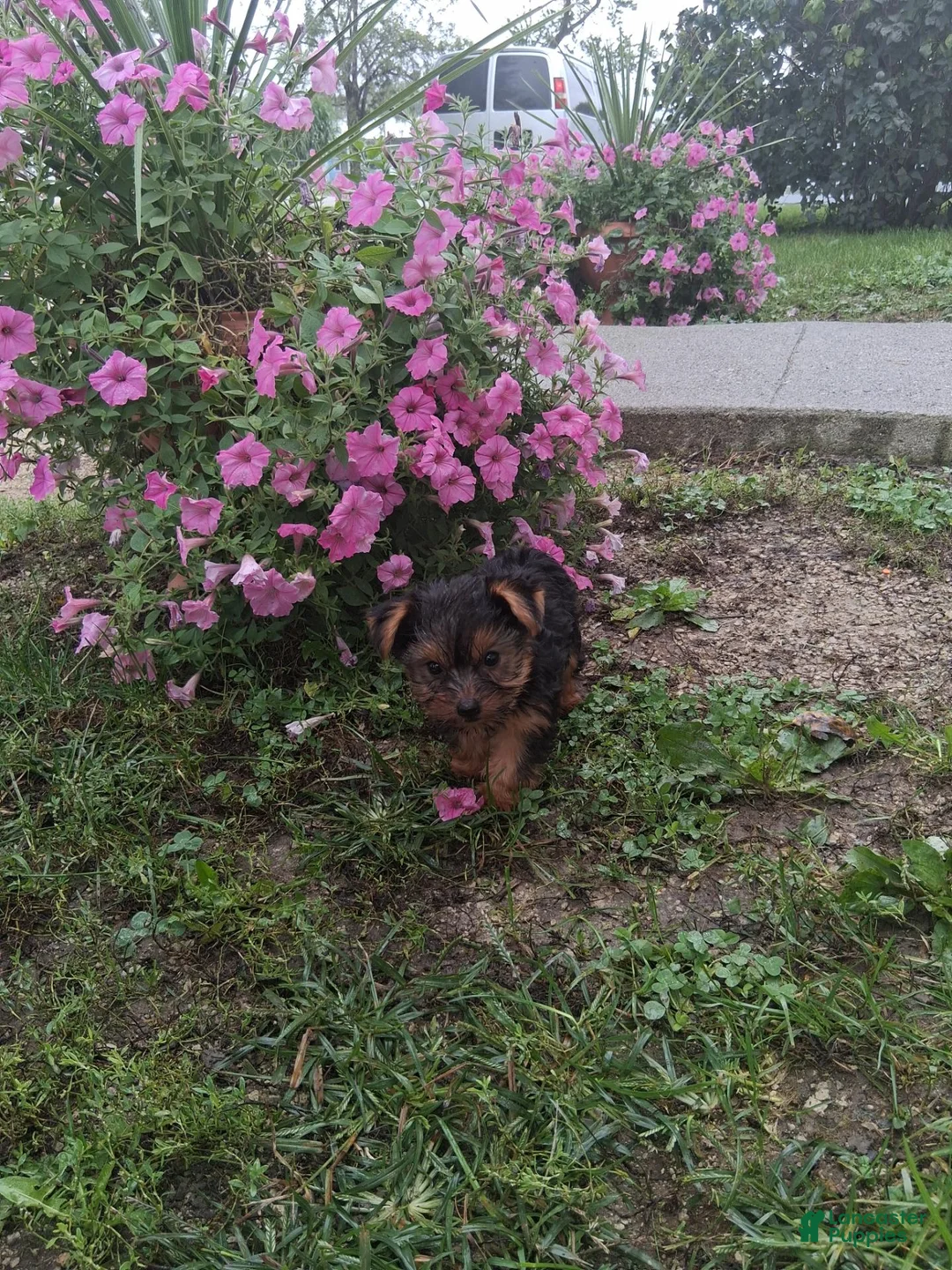 Yorkshire Terrier dogs for sale: Alena - Ad 2