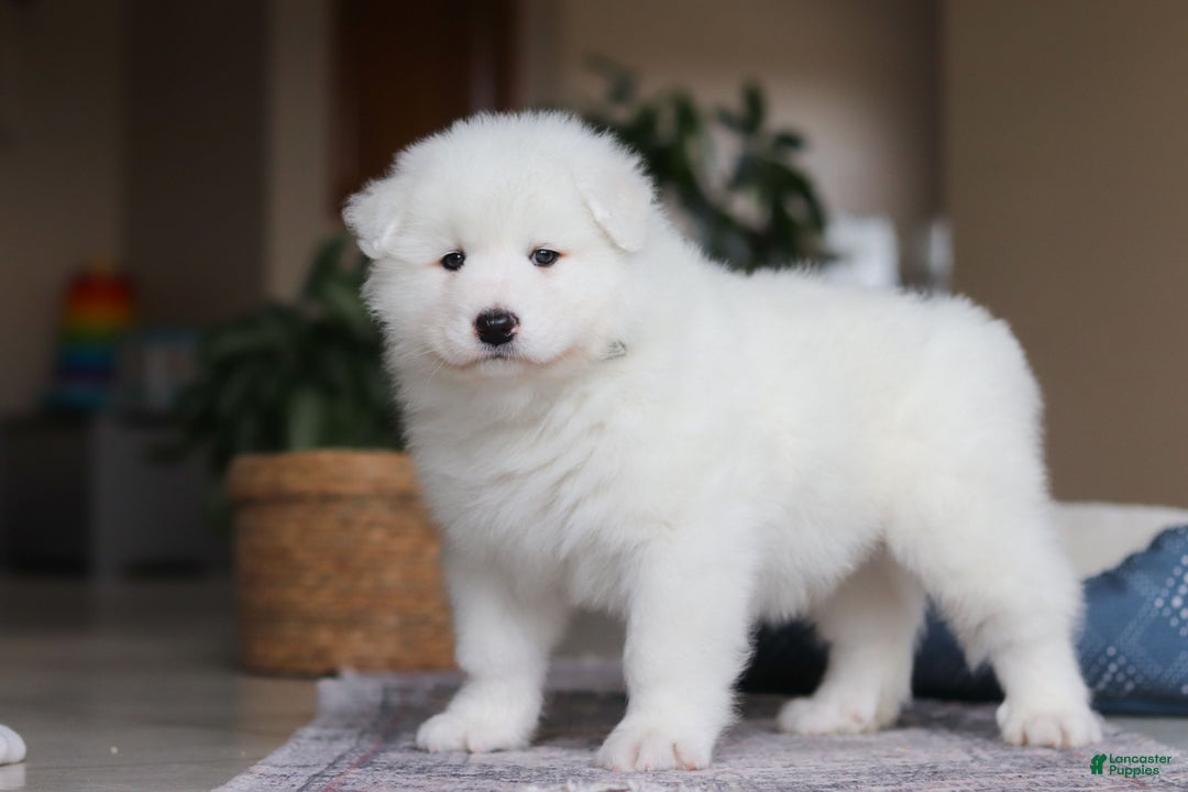 Samoyed dogs for sale: Hank - Ad 7