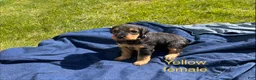 Airedale Terrier dogs for sale: Yellow female - Ad 2