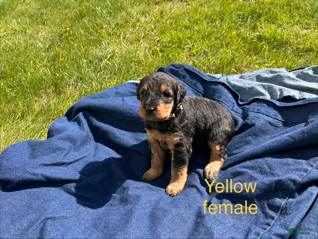 Airedale Terrier dogs for sale: Yellow female - Ad 2