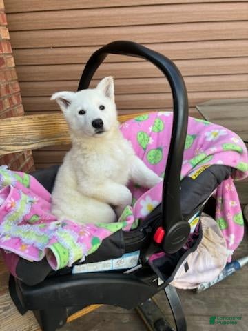 German Shepherd dogs Summer - Ad 3