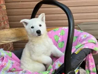 German Shepherd dogs Summer - Ad 1