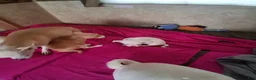 Chihuahua dogs for sale: Chihuahua 4 - Ad 2