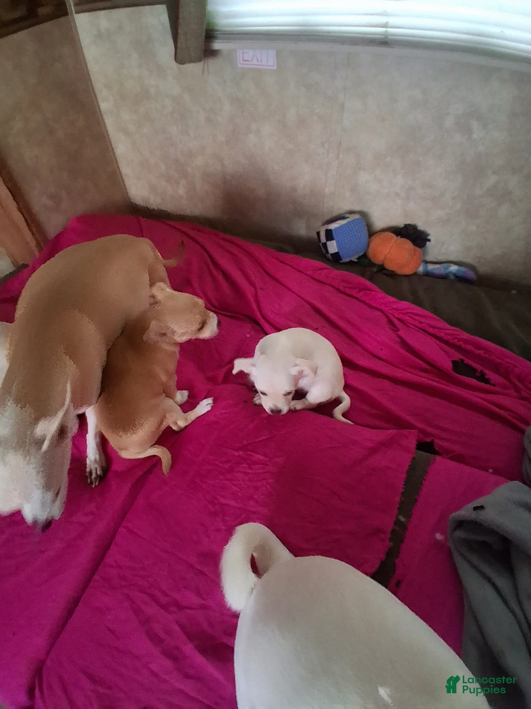 Chihuahua dogs for sale: Chihuahua 4 - Ad 2