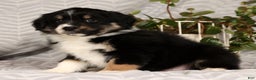 Miniature Australian Shepherd dogs for sale: Jackson - Ad 2