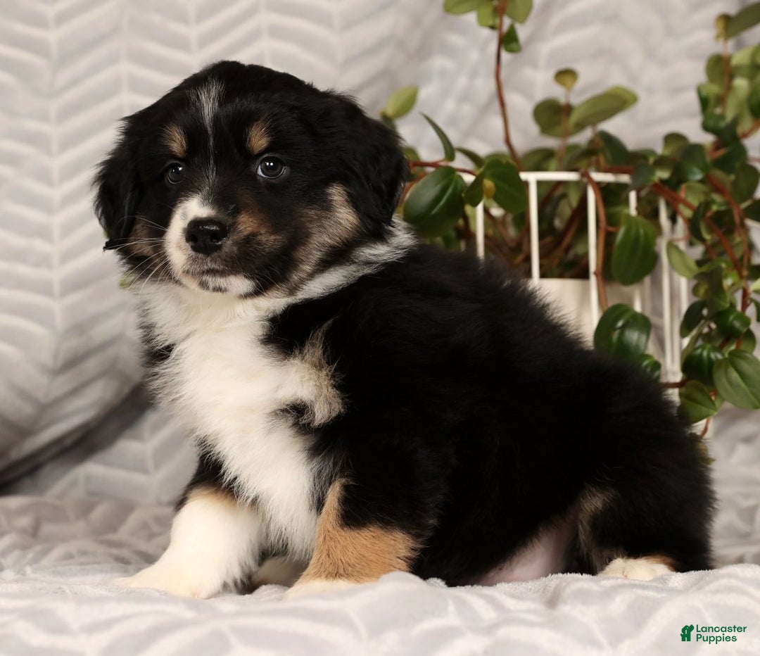 Miniature Australian Shepherd dogs for sale: Jackson - Ad 2