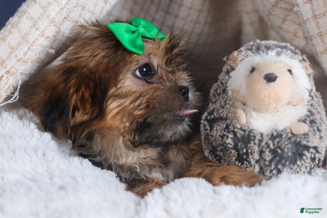 Shorkie dogs for sale: JAMIE - Ad 10