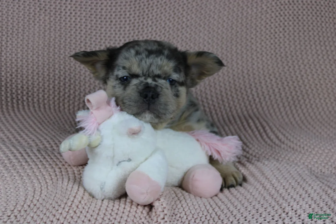 French Bulldog dogs for sale: Tommy - Ad 5