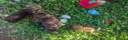 Chihuahua dogs for sale: Teacup Apple Head   Twix    - Ad 2