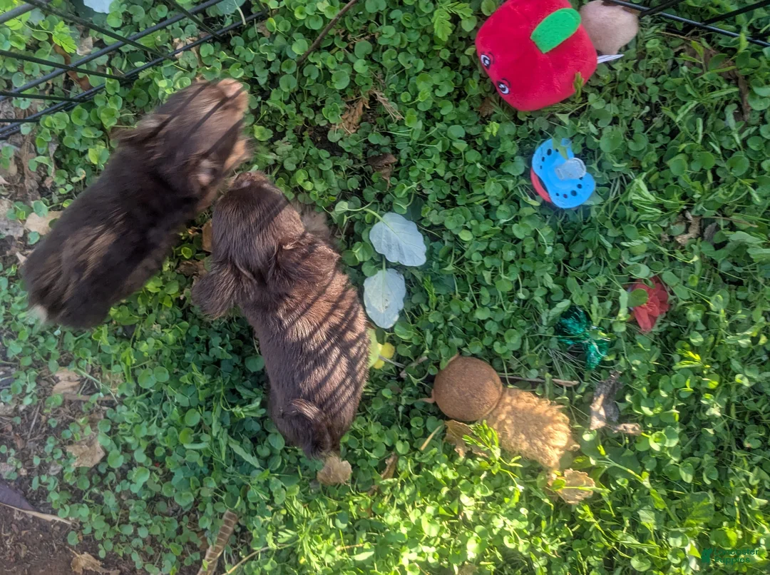 Chihuahua dogs for sale: Teacup Apple Head   Twix    - Ad 2
