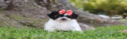 Maltipoo dogs for sale: Smore - Ad 5