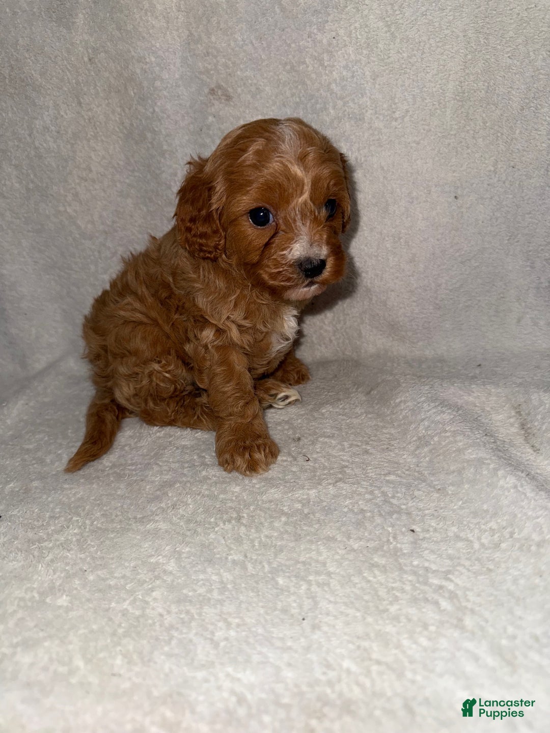 Cavapoo dogs for sale: Cavapoo Puppy 3 - Ad 2