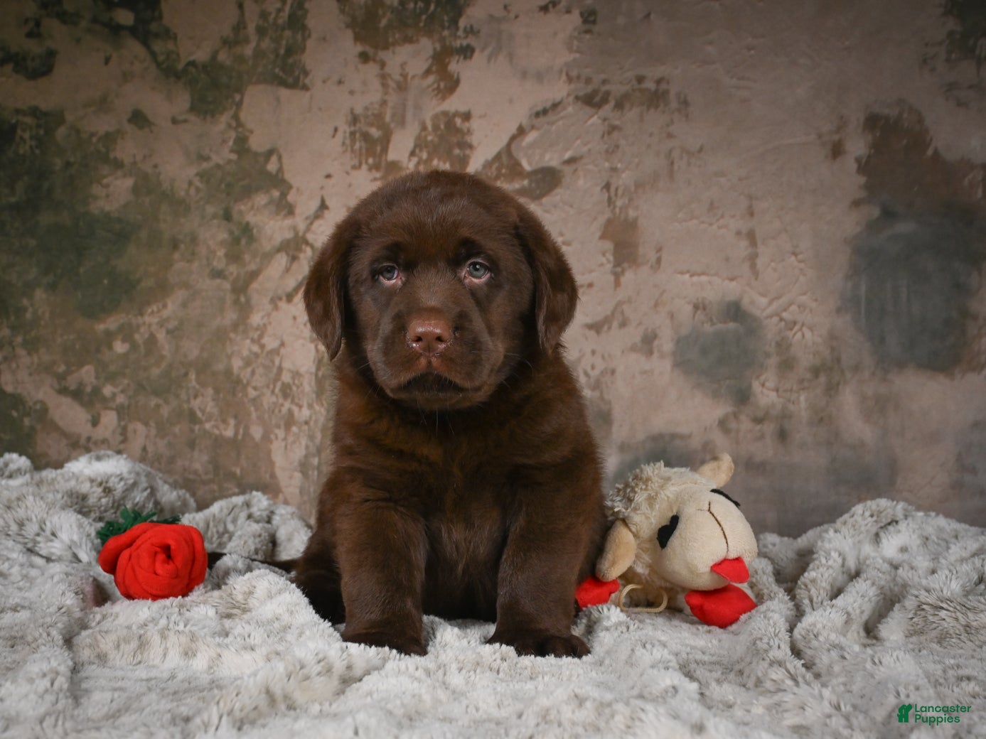 Labrador Retriever dogs Gunner - Ad 2
