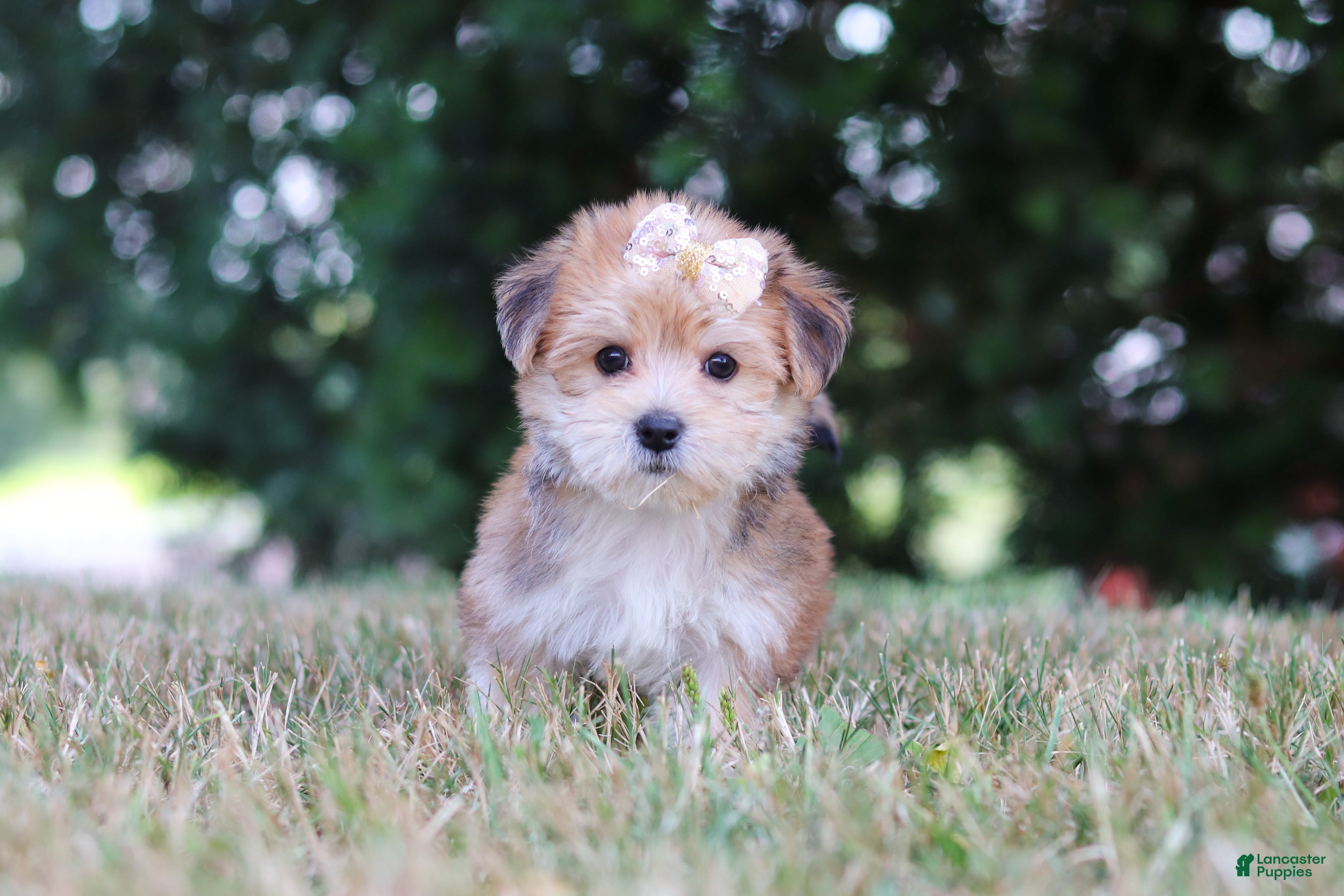 Morkie dogs Jana - Ad 1