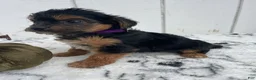 Yorkiepoo dogs for sale: Bailey - Ad 3