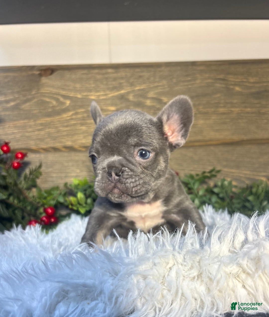 French Bulldog dogs for sale: Bruno - Ad 1