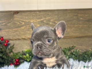 French Bulldog dogs Bruno - Ad 32