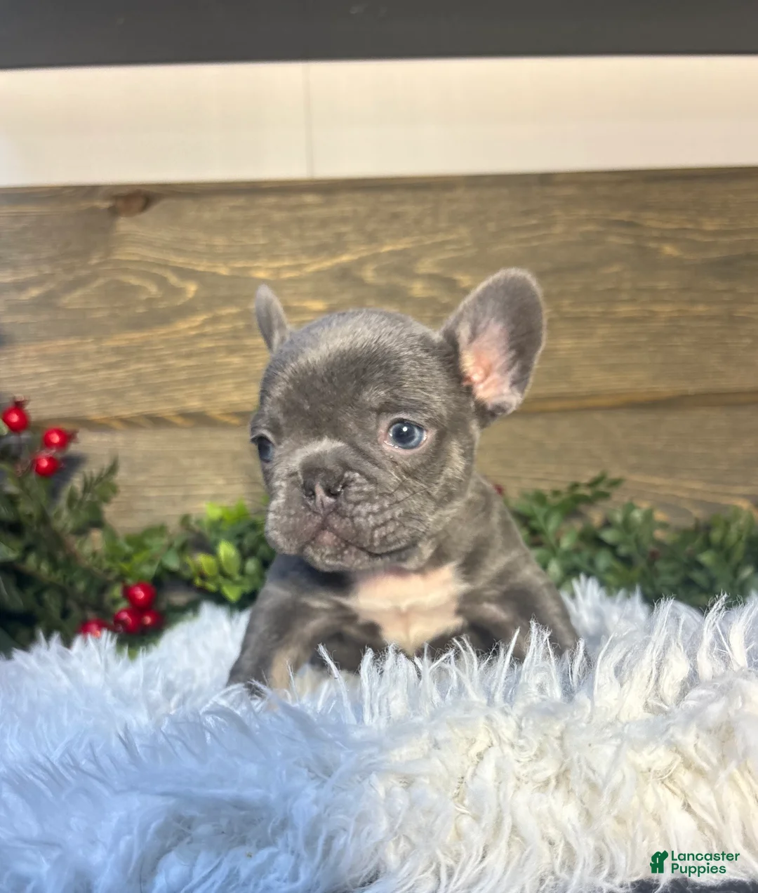 French Bulldog dogs for sale: Bruno - Ad 1