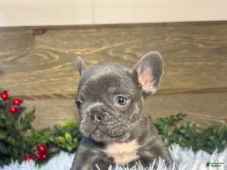 French Bulldog dogs Bruno - Ad 32