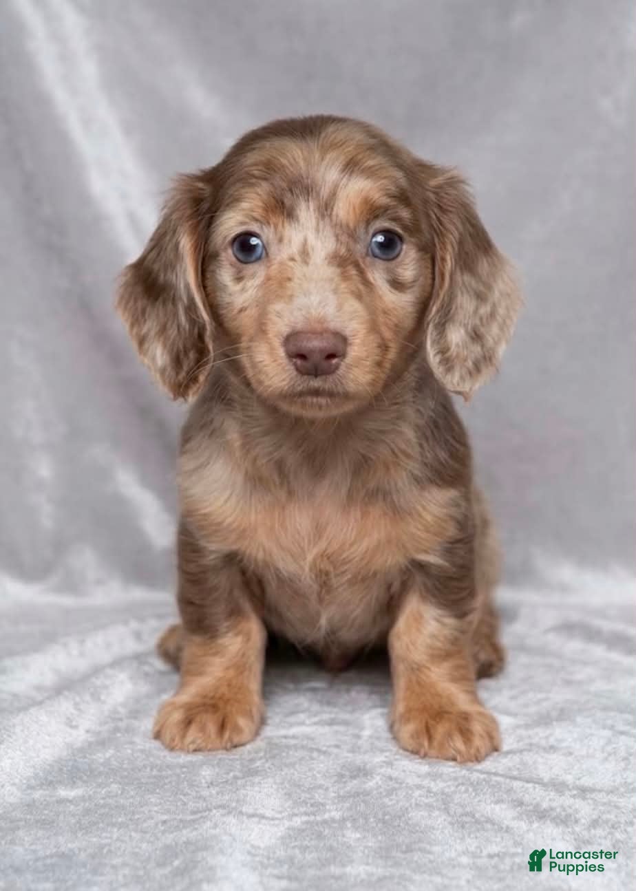 Miniature Dachshund dogs Coral - Ad 2