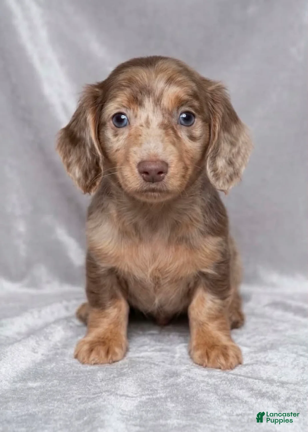 Miniature Dachshund dogs for sale: Coral - Ad 1