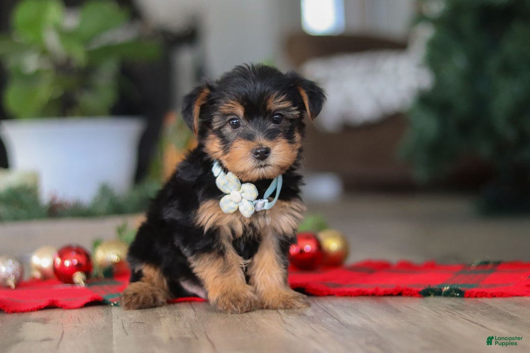 Morkie dogs for sale: Bailey - Ad 2
