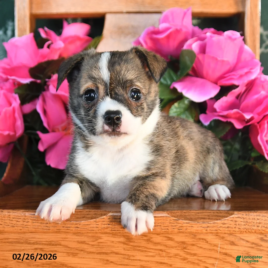 Chihuahua dogs for sale: Prince        - Ad 2