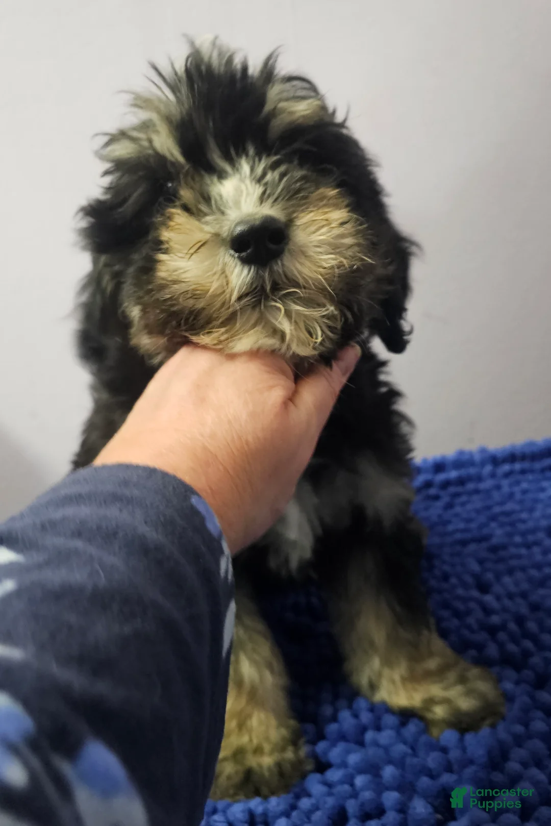 Sheepadoodle dogs for sale: Black and tan boy Sheepadoodle  - Ad 3