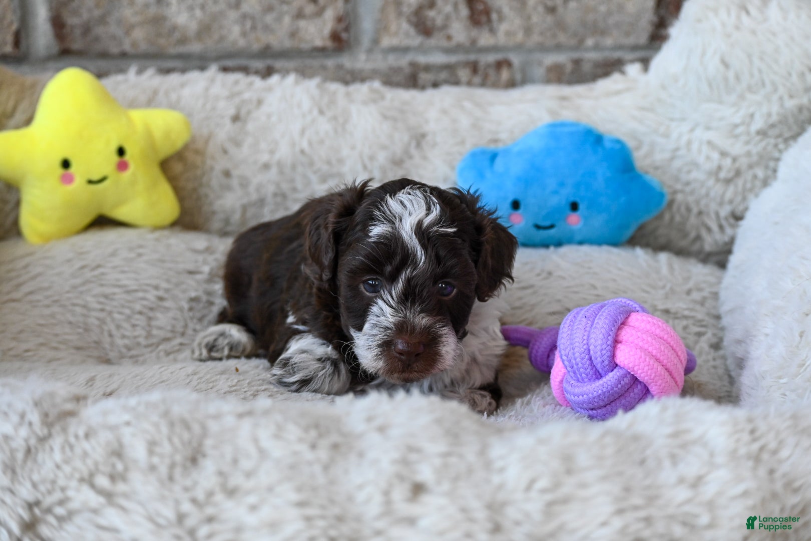 Havapoo dogs Felix - Ad 2