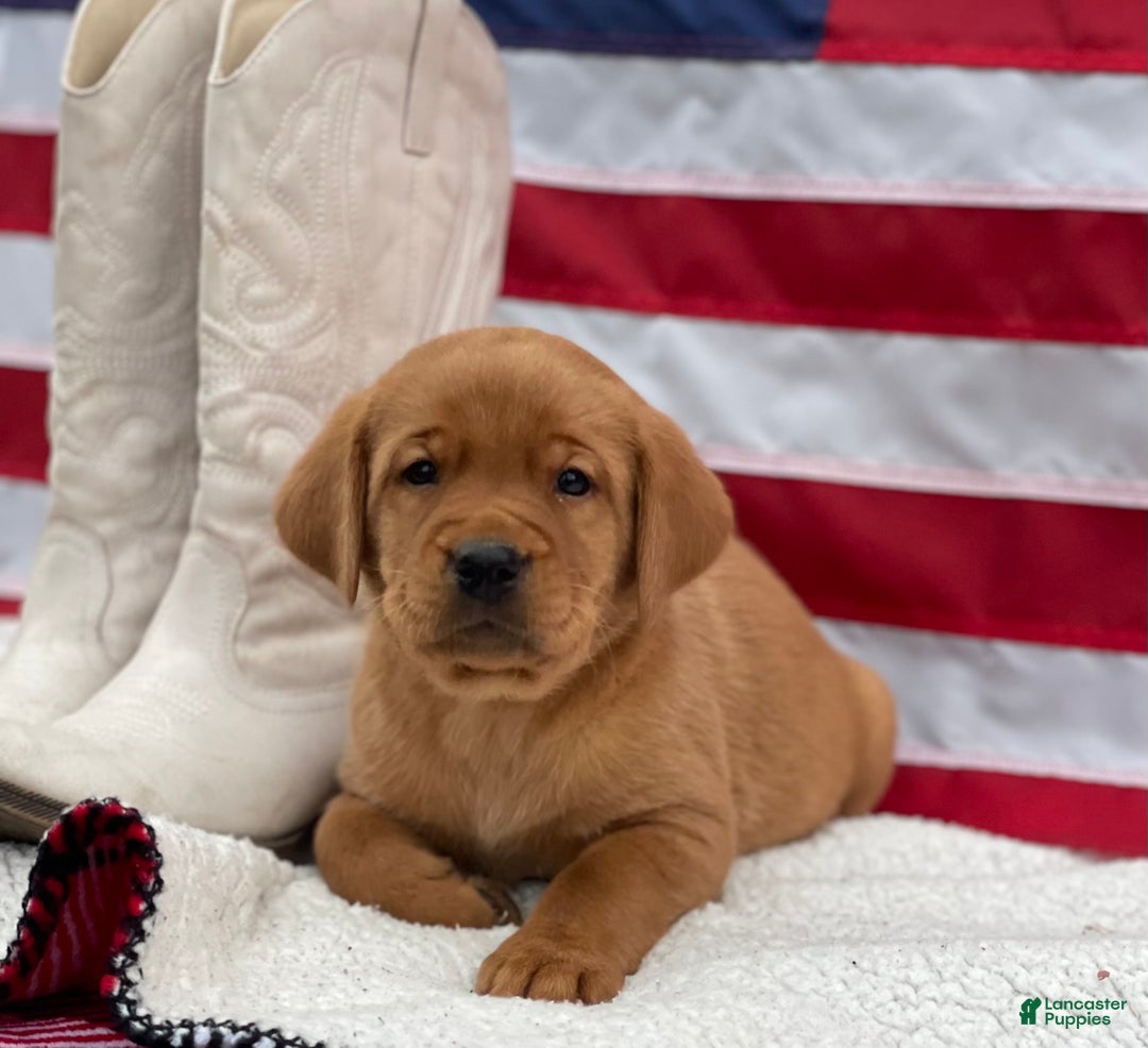 Labrador Retriever dogs for sale: Morgan - Ad 2