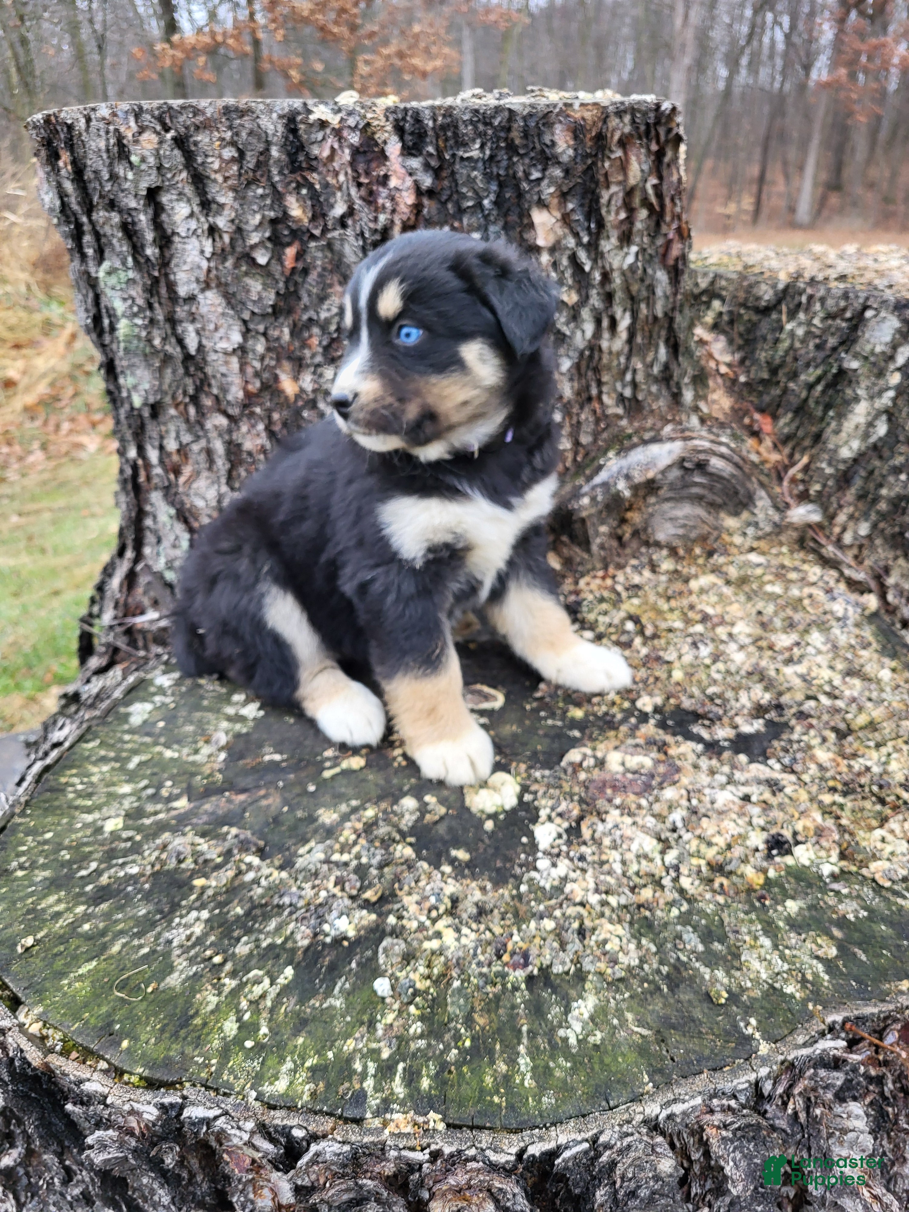 Mixed Breed dogs Lula - Ad 25