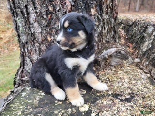 Mixed Breed dogs Lula - Ad 25