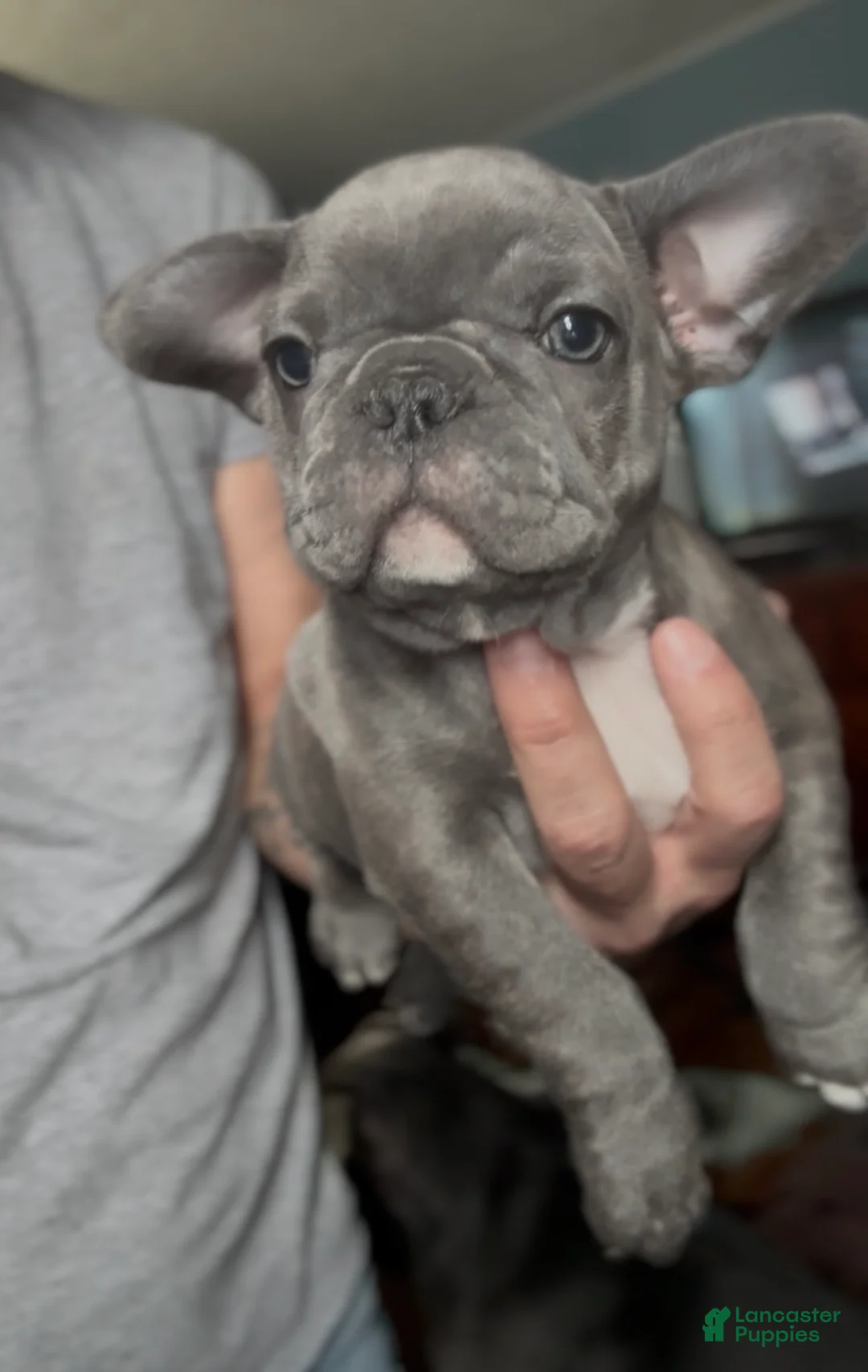 French Bulldog dogs for sale: Pip - Ad 4