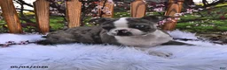 Boston Terrier dogs for sale: Brooklyn - Ad 15