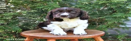 English Springer Spaniel dogs for sale: Elliot - Ad 1