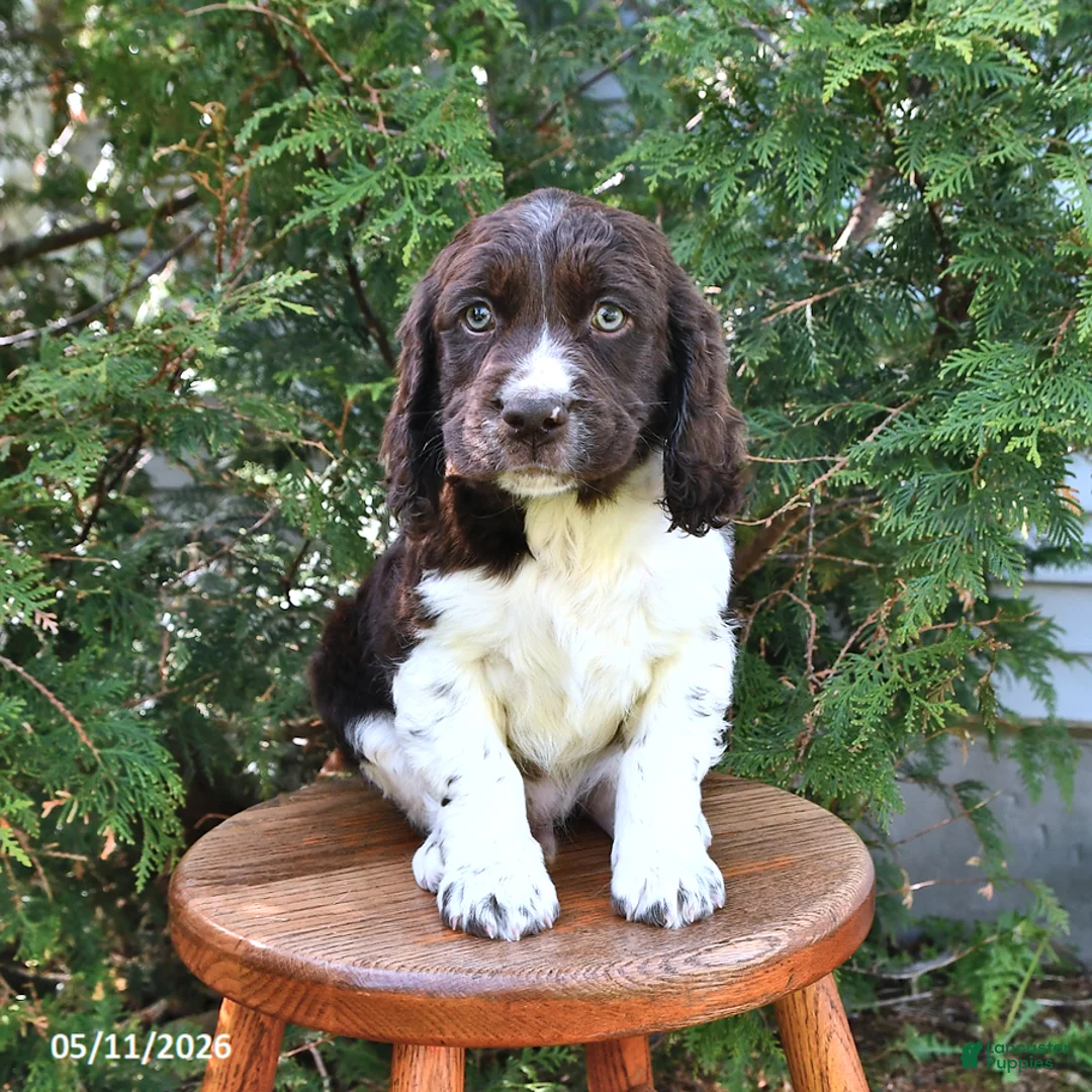 English Springer Spaniel dogs for sale: Elliot - Ad 1
