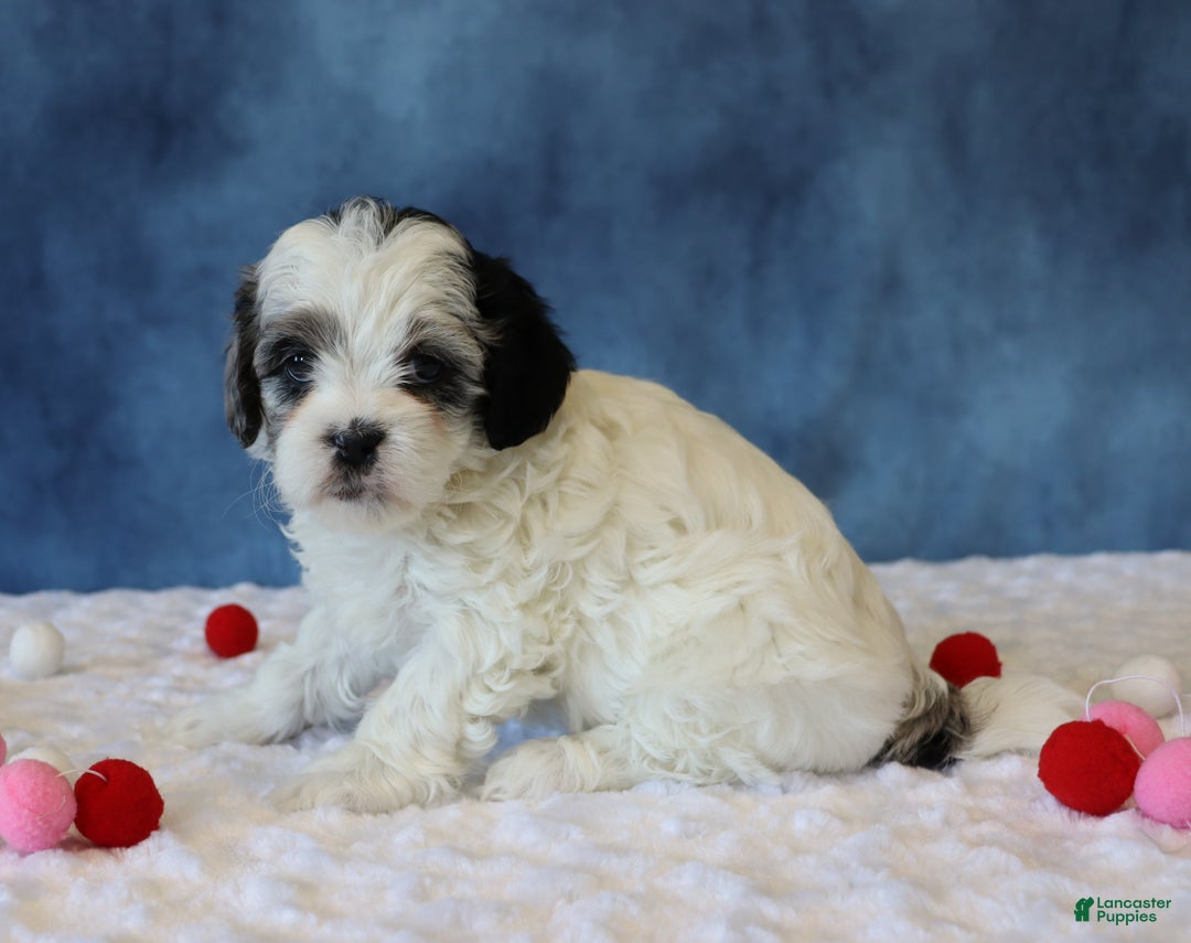 Shihpoo dogs for sale: Peony - Ad 1