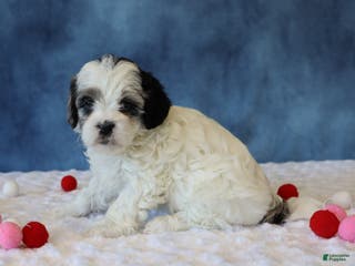 Shihpoo dogs Peony - Ad 31