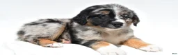 Australian Shepherd dogs for sale: Max - Ad 4