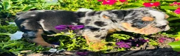 English Bulldog dogs for sale: Danny - 73737 - Ad 4