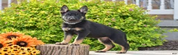 German Shepherd dogs for sale: Rachel - Ad 3