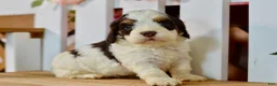 Cockapoo dogs for sale: Caleb - Ad 3