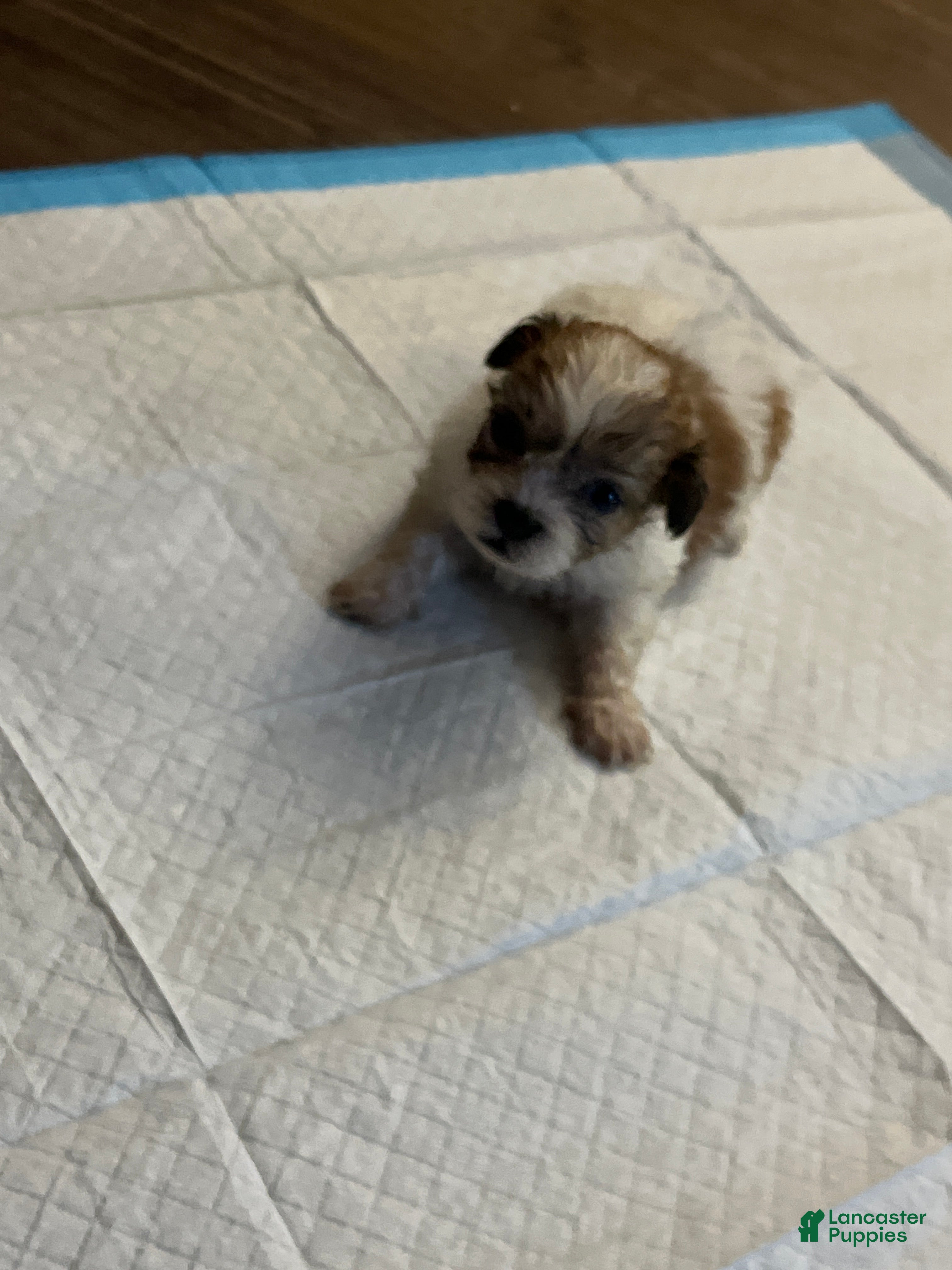 Mixed Breed dogs Mixed Breed 2 - Ad 8