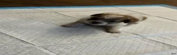 Mixed Breed dogs for sale: Mixed Breed 2 - Ad 1