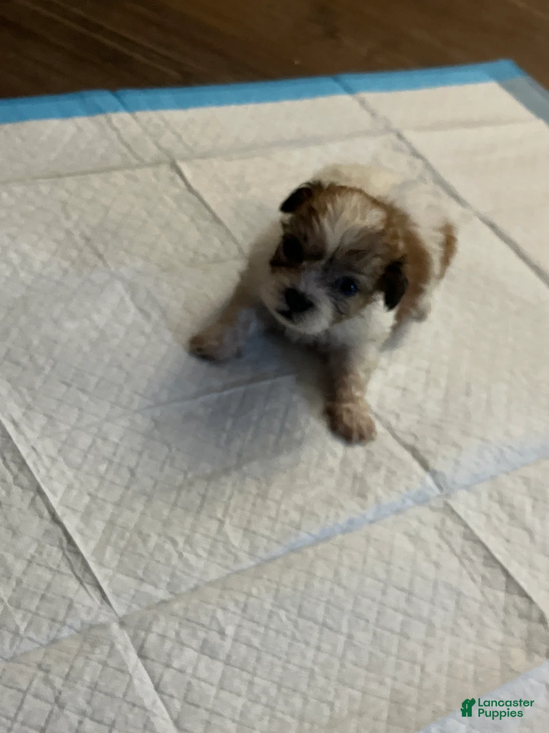 Mixed Breed dogs for sale: Mixed Breed 2 - Ad 1