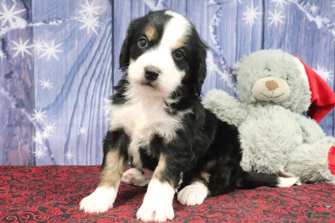 Bernedoodle dogs Dallas - Ad 6