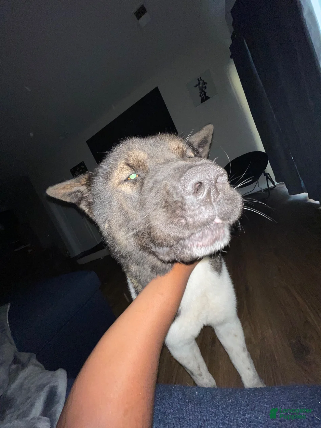 Akita dogs for sale: Akita 1 - Ad 2